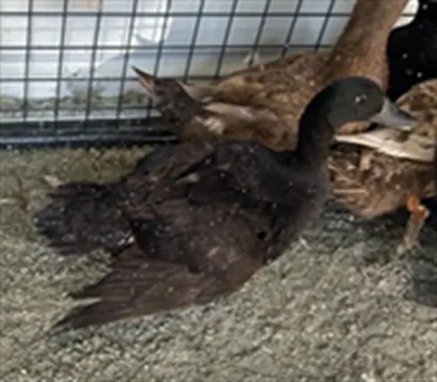 Adoptable Bird
