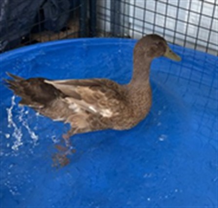 Adoptable Bird