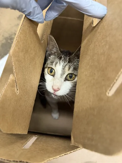 Adoptable Cat