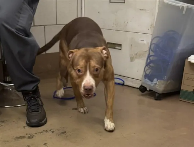 Adoptable Dog