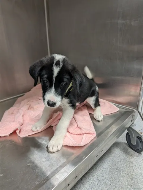 Adoptable Dog
