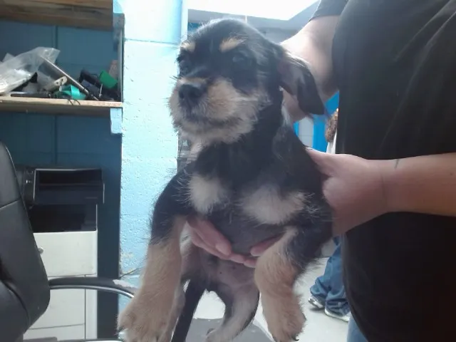 Archer