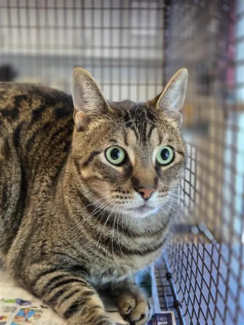 Adoptable Cat