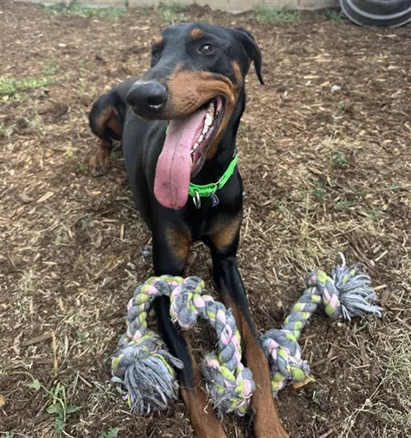 Clyde