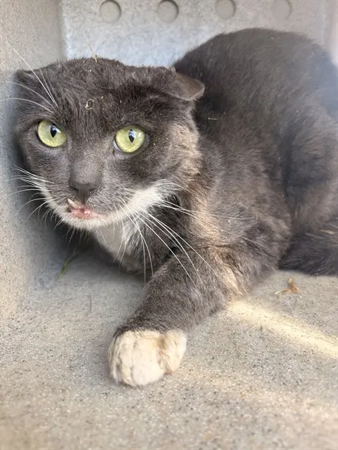Tom