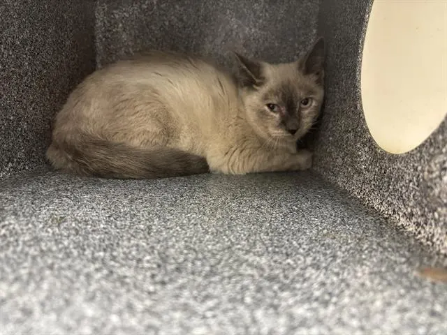 Adoptable Cat