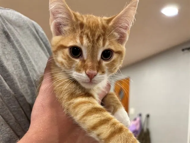 Felix