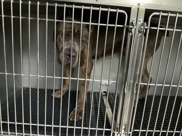 Adoptable Dog