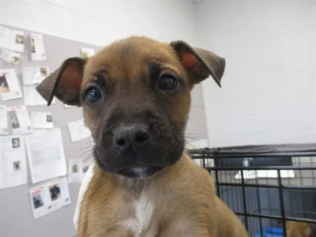 Adoptable Dog
