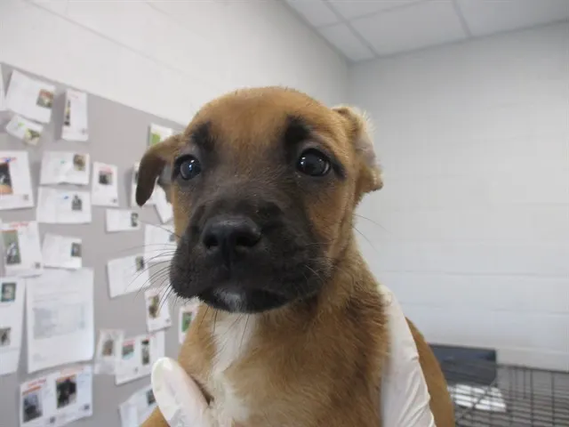 Adoptable Dog