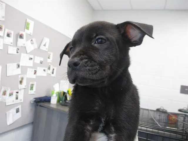 Adoptable Dog