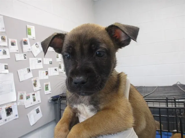 Adoptable Dog