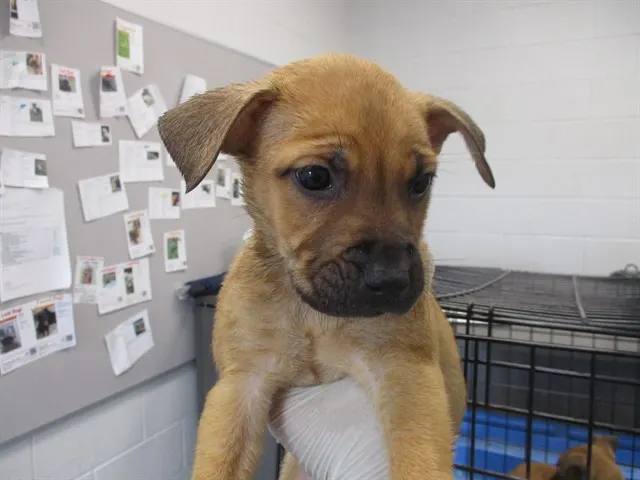Adoptable Dog