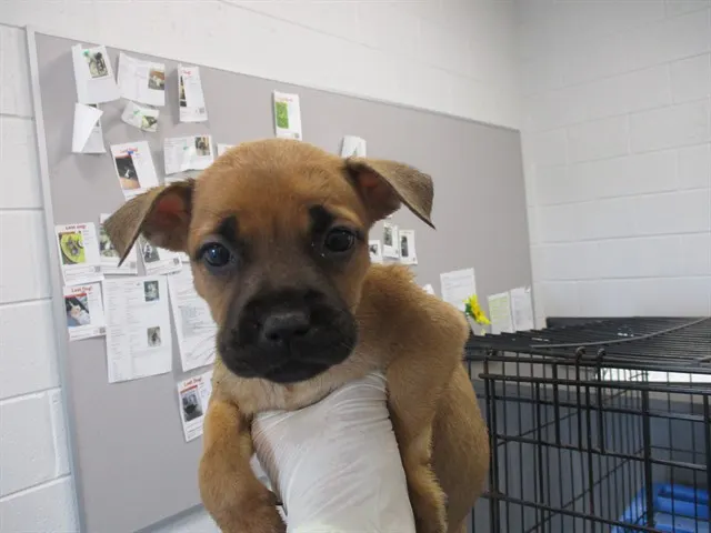 Adoptable Dog