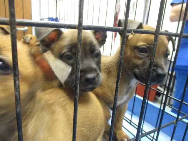Adoptable Dog