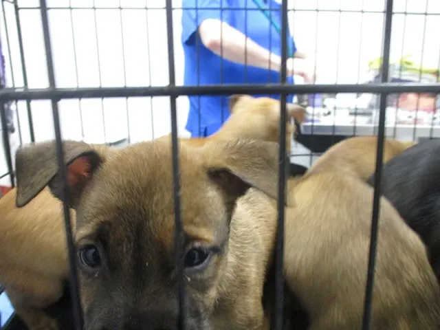 Adoptable Dog