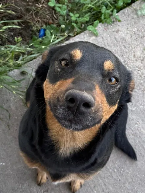 Adoptable Dog