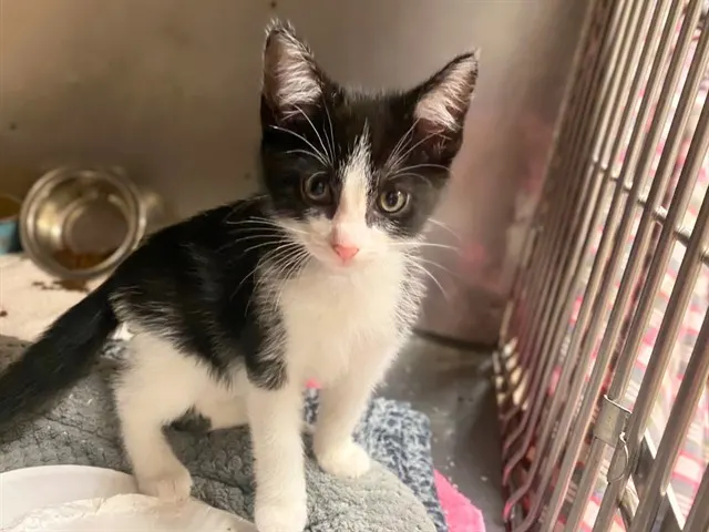 Ringo