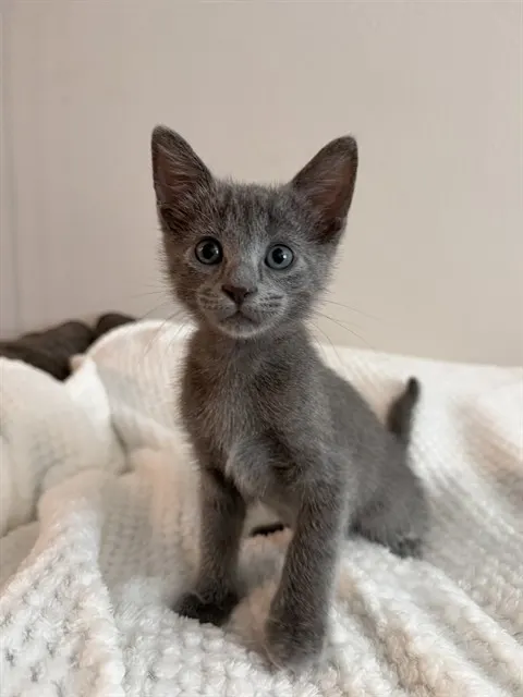 Gus