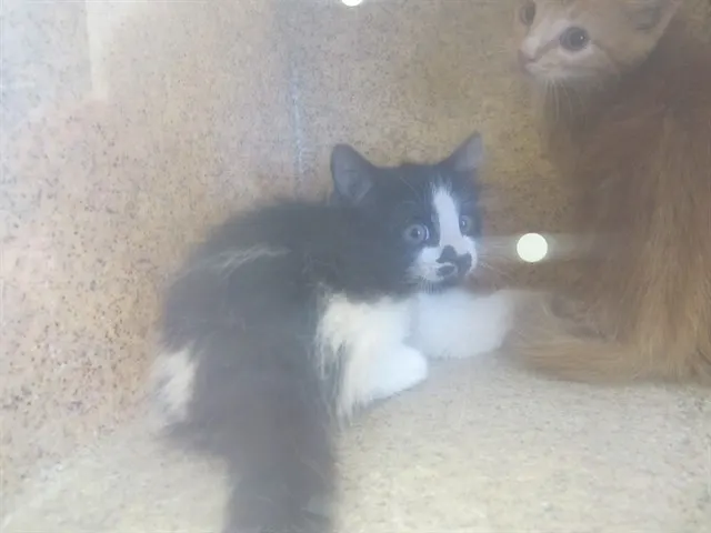 Domino