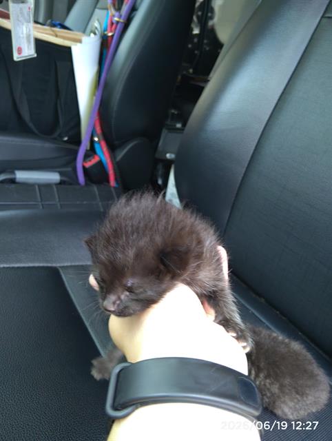 Simon