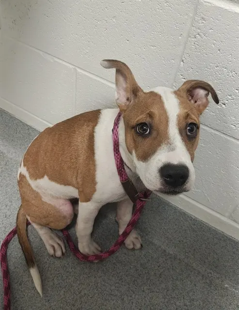 Adoptable Dog