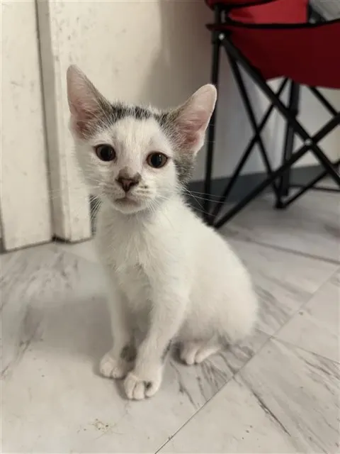 Merlin