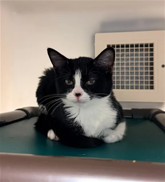 Berlioz