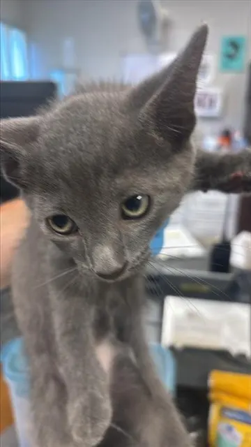Adoptable Cat