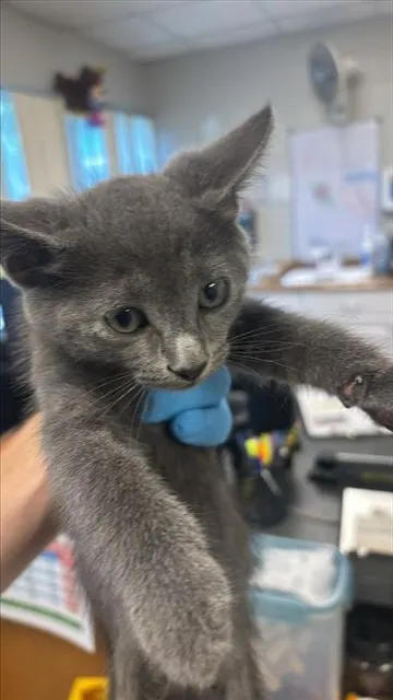 Adoptable Cat