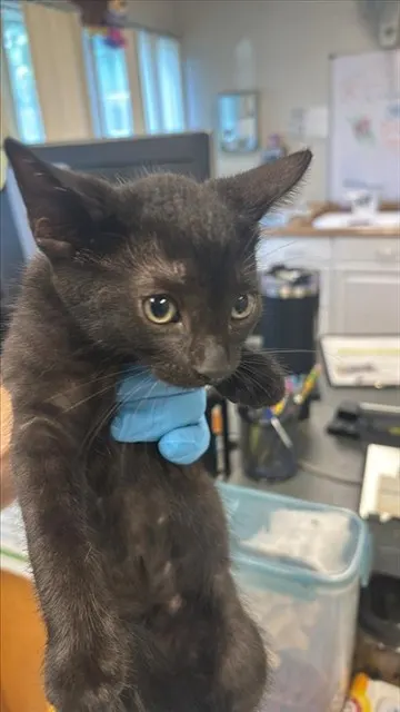 Adoptable Cat