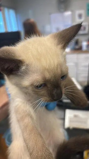 Adoptable Cat