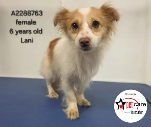 Lani