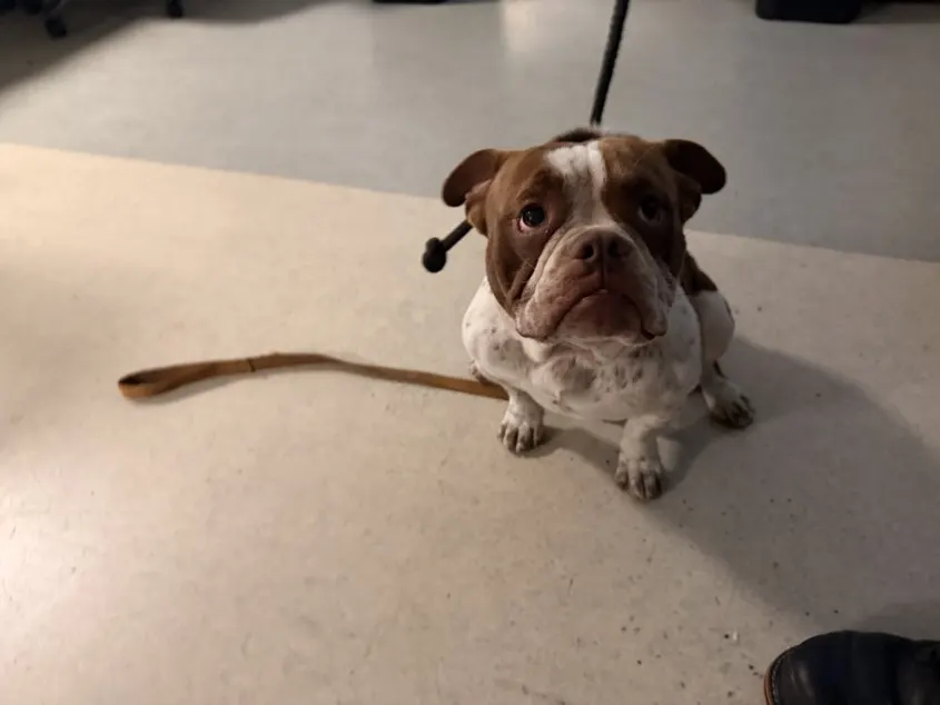 Spot