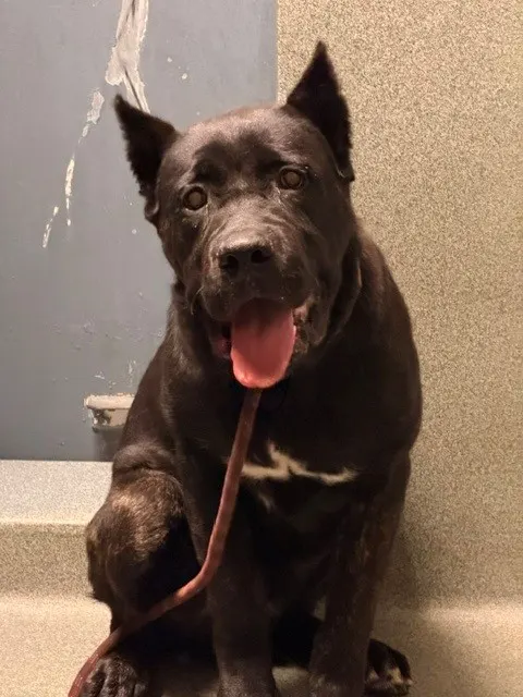 Adoptable Dog