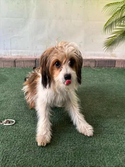 Sammy