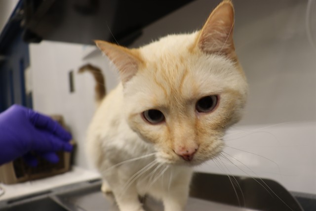 Adoptable Cat