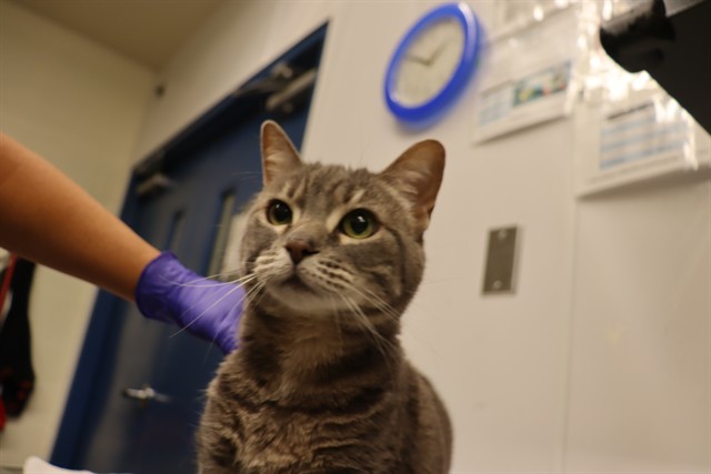 Adoptable Cat
