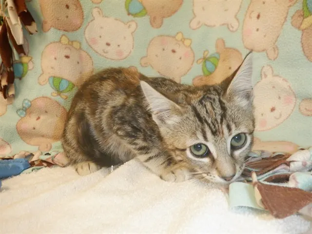 Adoptable Cat