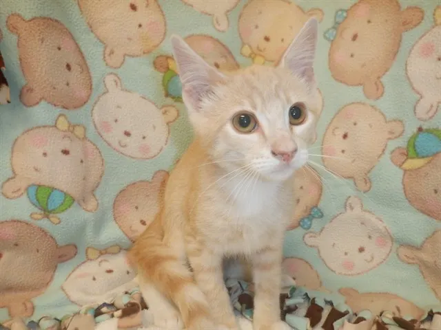 Adoptable Cat