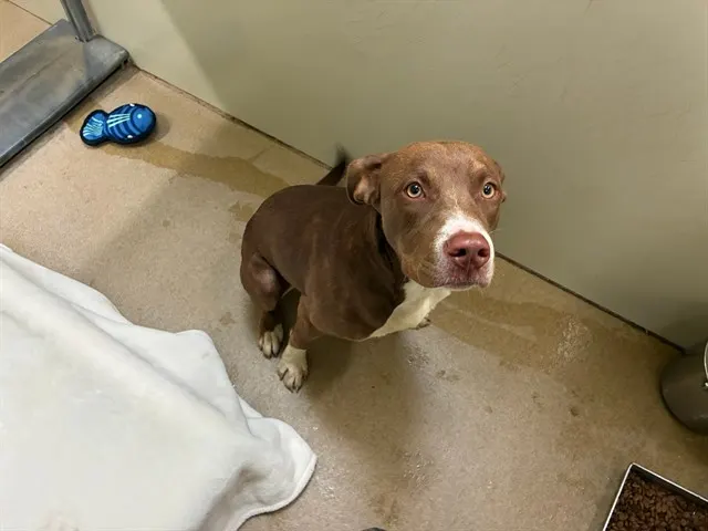 Adoptable Dog