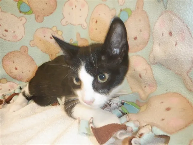 Adoptable Cat