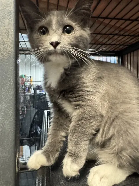 Pepper