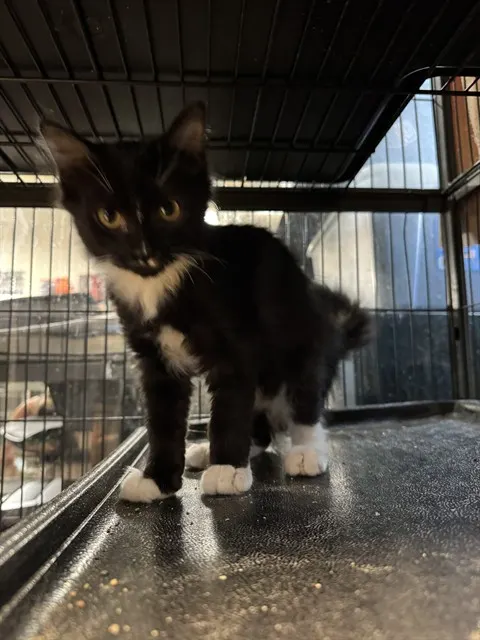 Salem