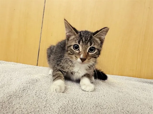 Cookie