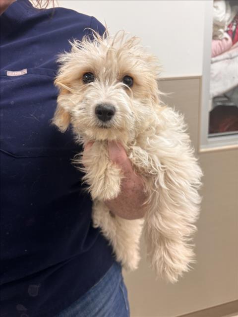 Adoptable Dog