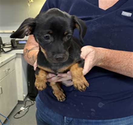 Adoptable Dog