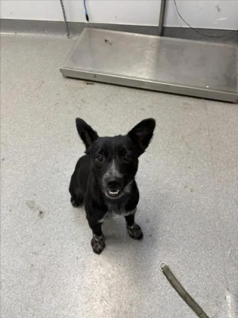 Adoptable Dog
