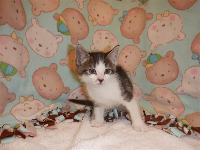 Adoptable Cat