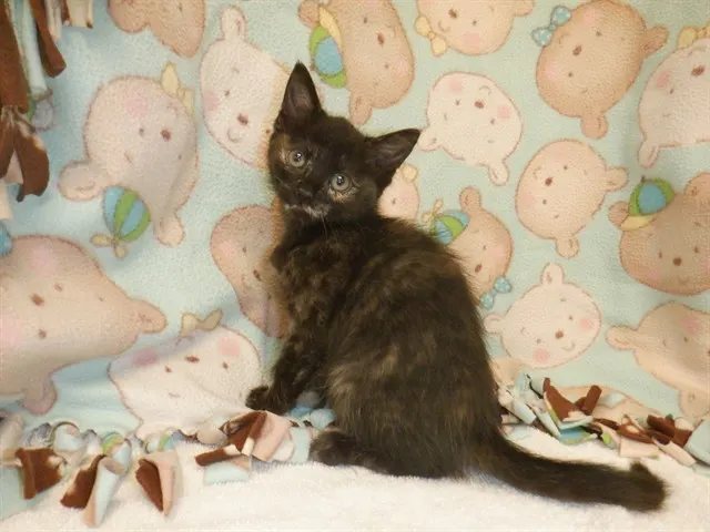 Adoptable Cat